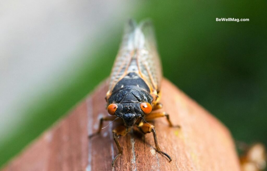 Cicadas-bewellmag.com